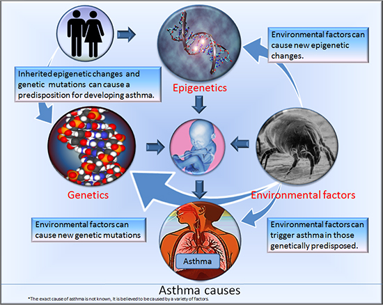 Factors that contribute to asthma