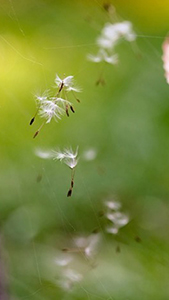 Fluffy dandelion seeds afloat on a current of dry summer air