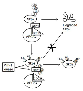 A model depicting Pim‐1 regulation of Skp2 degradation