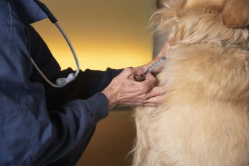 [According to Dr. Galgiani, the cost of creating and getting the dog vaccine approved will be about 2 million. Developing a human valley fever vaccine will cost closer to 50-$200 million.]