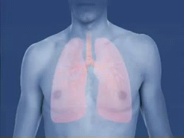 Animated GIF image showing lung constriction in asthma attack