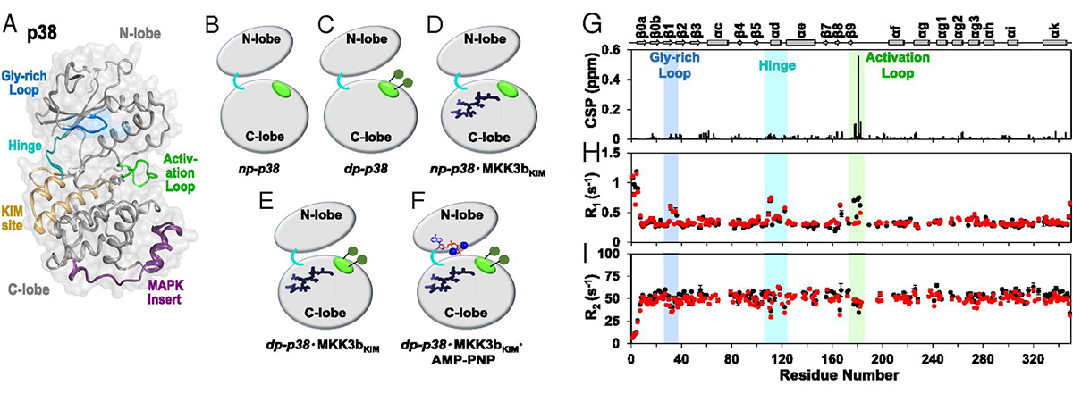 Figure 1. Phosphorylation affects fast timescale dynamics at the activation loop.