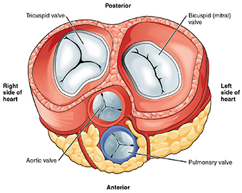Illustration of heart valves - see aortic valve on lower left
