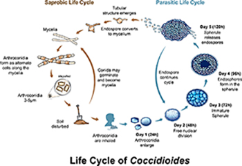 Life Cycle of Coccidiomycosis