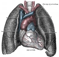 [Iconographic illustration of anatomy of cardiopulmonary vasculature]