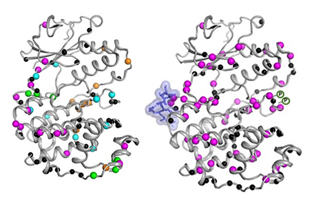 Inactive (left) and active form (right) of the MAPK p38 enzyme 