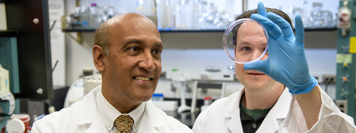 Drs. Daruak Mahadevan and Eric Weterings examine cancer cells in a petri dish