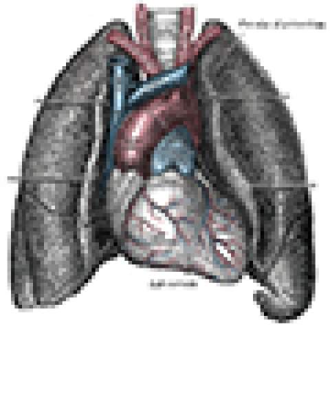 [Iconographic illustration of anatomy of cardiopulmonary vasculature]