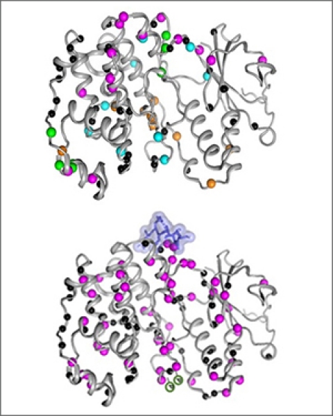 Inactive (top) and active form (bottom) of the MAPK p38 enzyme 
