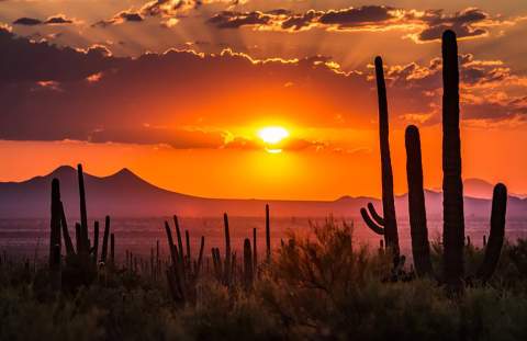 Saguaro cacti jut into the sunset across a wide valley and mountains in the distance.