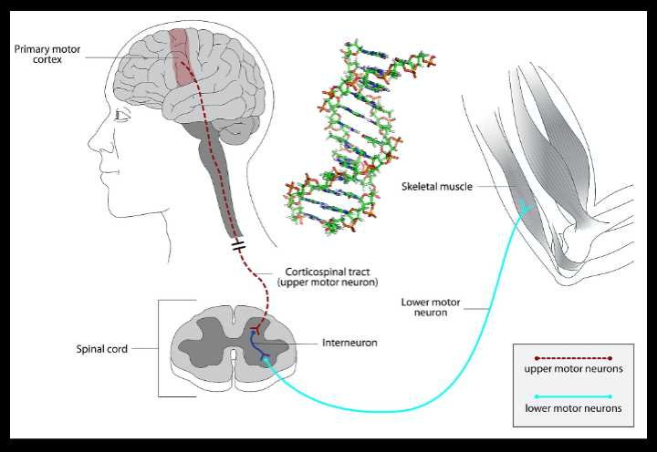 [BIOSA image illustrating neurological control of muscles via neurons & synapses in the brain through the spinal cord, etc.]