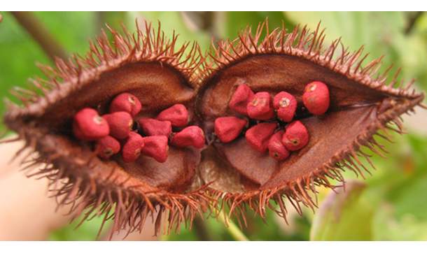 [Bixin is a bright reddish orange compound found in annatto, a natural condiment and food coloring derived from the seeds of the achiote fruit]